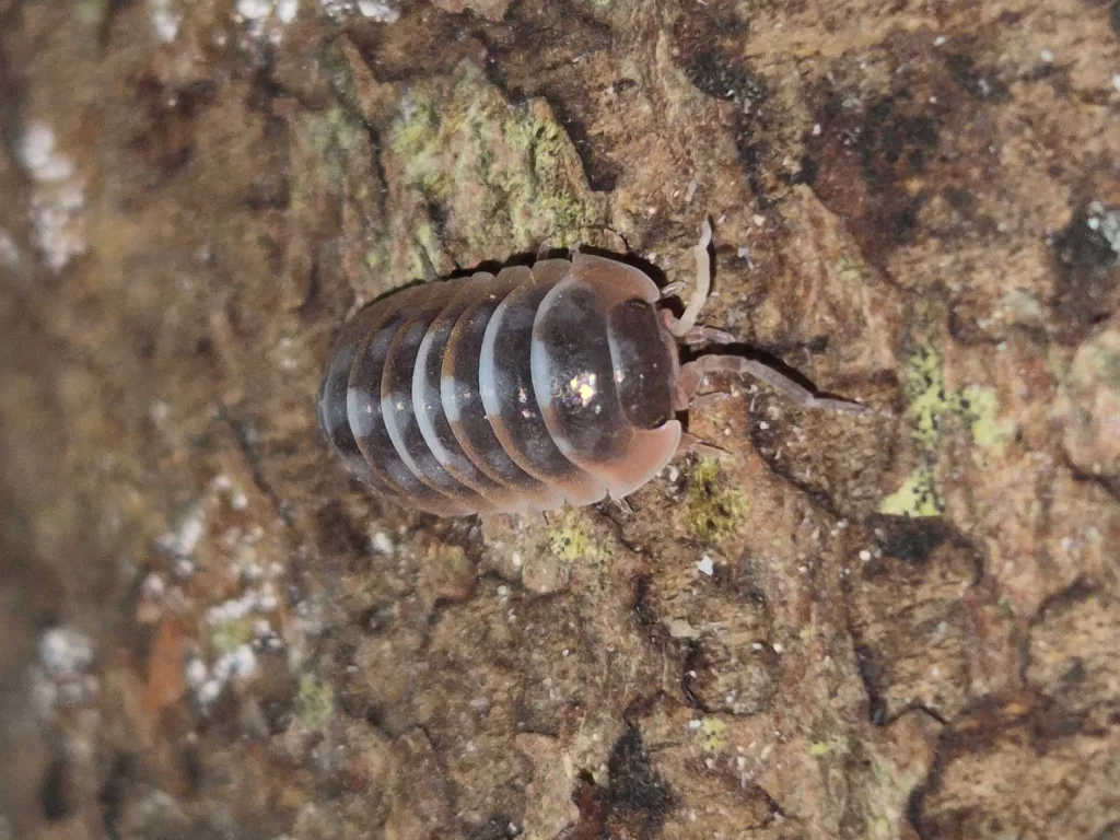 Skeleton isopods
